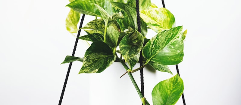 英超联赛阿森纳与曼城关键战役中球员激烈拼抢镜头